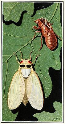 Insects Painting - Cicada by Robert Evans Snodgrass