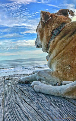 Wall Art featuring the photograph Cici by Calvin Ackerman
