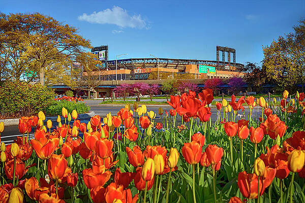 Blooming Tulips at Citi Field Wall Art