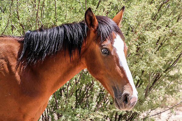Desert Wall Art featuring the photograph Close Up 1, Salt River Wild Horses by Dawn Richards
