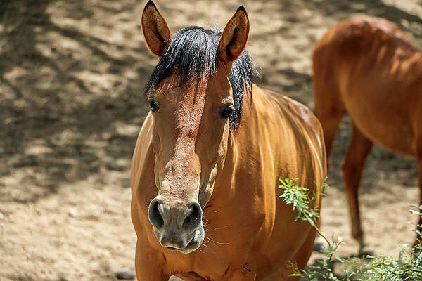 Desert Wall Art featuring the photograph Close Up 2, Salt River Wild Horses by Dawn Richards