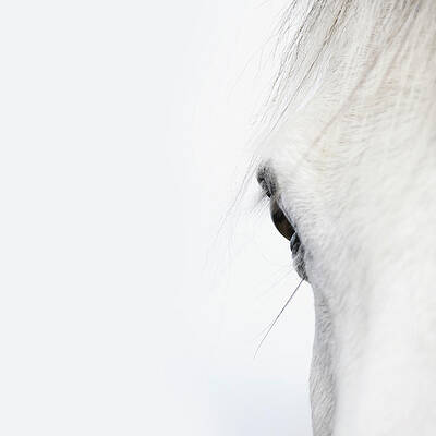 Elegant Horse Close-Up Wall Art