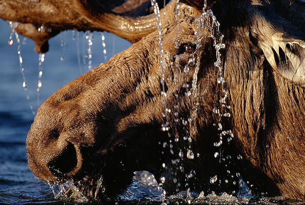 Moose Immersed in Water Wall Art