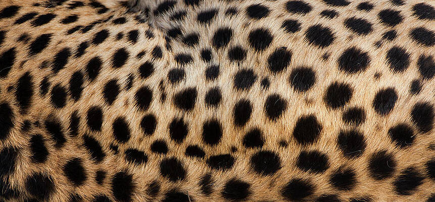 Wall Art featuring the photograph Close-up Of Cheetah Spots On The by Mint Images - Art Wolfe