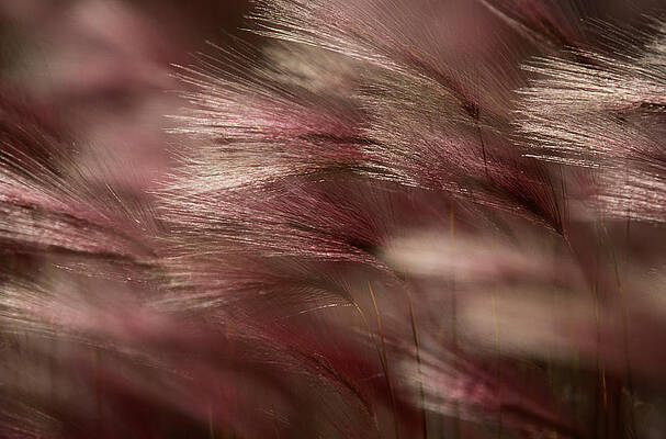 Wall Art featuring the photograph Close-up Of Foxtails by Eastcott Momatiuk