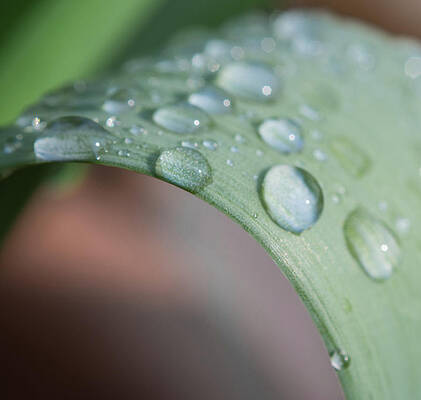 Organic Photograph - Close Up Water Drops On A Plant by Scott Lyons