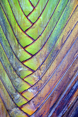 Colorful Palm Tree Bark Close-up Wall Art