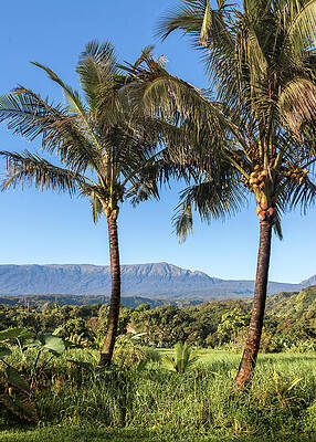 Hawaii Wall Art featuring the photograph Coconut Hawaii View by Chris Spencer