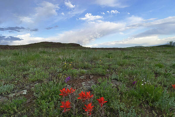 Colorado Photograph - Colorado Evening Paintbrush And Sky Landscape by Cascade Colors
