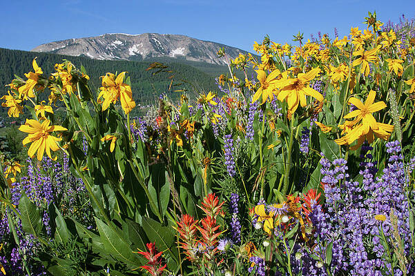 Colorado Photograph - Colorado Rainbow Of Wildflowers Landscape by Cascade Colors