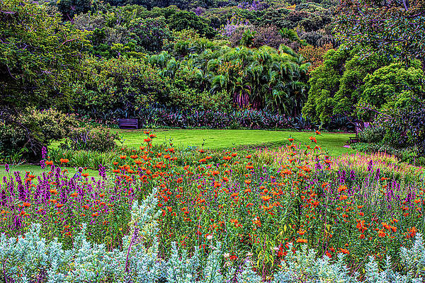 Colorful Kirstenbosch Gardens  by Douglas Wielfaert