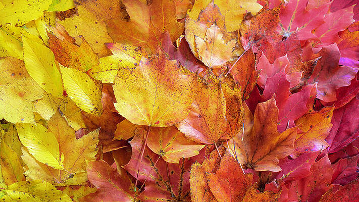 Fall Photograph - Colors Of Fall - Yellow To Red by Jason Fink