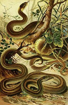Reptile Painting - Coluber Aeskulapii, Coronella Austriaca by Bruno Durigen
