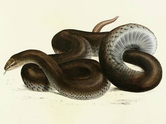 Reptile Painting - Coluber Canus by Sir Andrew Smith