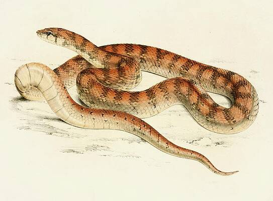 Reptile Painting - Coluber Canus Var. B by Sir Andrew Smith