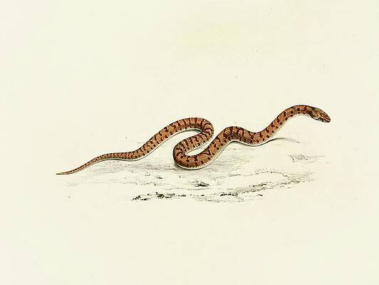 Reptile Painting - Coluber Canus Young by Sir Andrew Smith