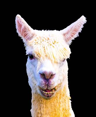 Funny Photograph - Cool Alpaca by Jonny D