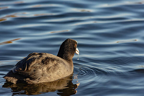 Wild Photograph - Coot With Water Dribbling by Scott Lyons