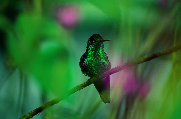 Vibrant Hummingbird on a Branch Wall Art