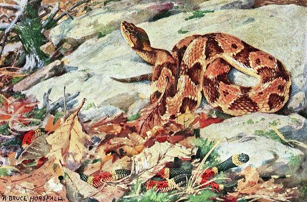 Reptile Painting - Copperhead And Coral Snake by Robert Bruce Horsfall