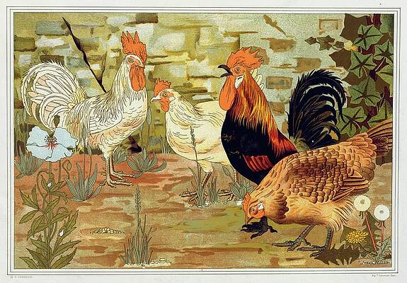 Chicken Painting - Coqs Et Poules by Maurice Pillard Verneuil