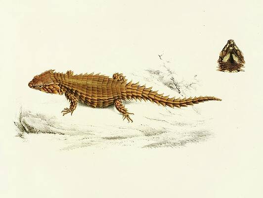 Reptile Painting - Cordylus Cataphractus by Sir Andrew Smith