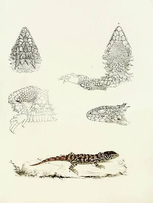 Reptile Painting - Cordylus Giganteus by Sir Andrew Smith