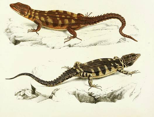 Reptile Painting - Cordylus Microlepidotus by Sir Andrew Smith