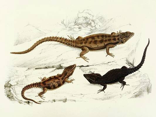 Reptile Painting - Cordylus Polyzonus, Cordylus Griseus Var by Sir Andrew Smith