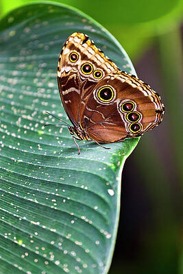 Caribbean Wall Art featuring the digital art Costa Rica, Alajuela, Caribbean, Poas Volcano National Park, Blue Morpho Butterfly, La Paz Waterfall Gardens by Pietro Canali
