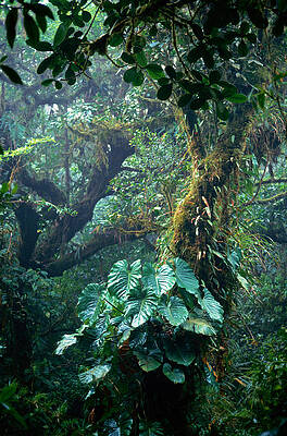 Wall Art featuring the photograph Costa Rica, Monteverde Cloud Forest by Art Wolfe