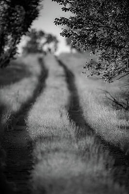 Country Lane by Jeff Phillippi