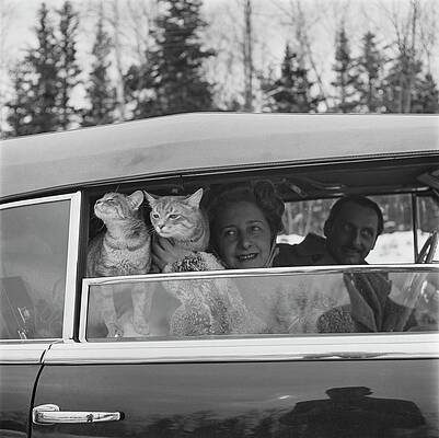 Wall Art featuring the photograph Couple In Car With Cats by Herbert Matter