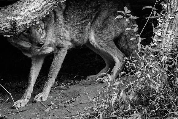 Wall Art featuring the photograph Coyote by KC Hulsman