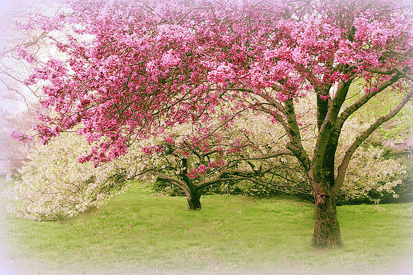 Jessica Jenney Flowering Spring Trees Wall Art