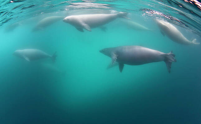Wall Art featuring the photograph Crabeater Seals Underwater, Antarctic by Eastcott Momatiuk