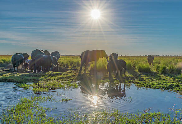 Sunset Photograph - Crossing The Chobe by Marcy Wielfaert
