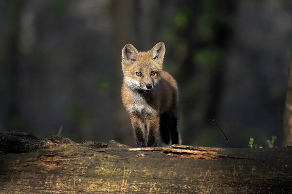 Country Wall Art featuring the photograph Crystal Tears by James Overesch
