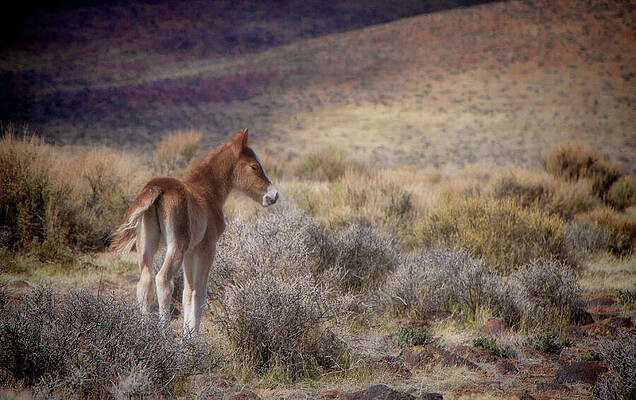 Wildlife Wall Art featuring the photograph Wild Mustang Foal Standing Proud In The Wilderness by Waterdancer