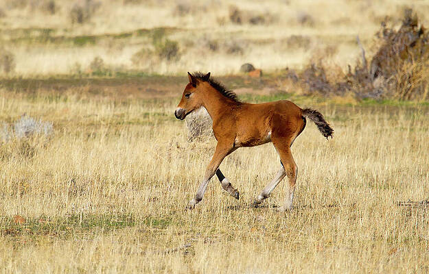Wild Photograph - Cute Wild Bay Foal Galloping Across A Field by Waterdancer