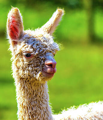 Wall Art featuring the photograph Cutest Babiest Alpaca by Jonny D