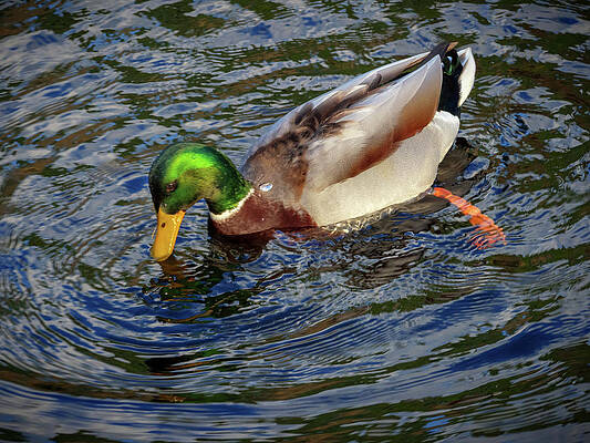 Water Wall Art featuring the photograph Dabbling Male Mallard by Jean Noren