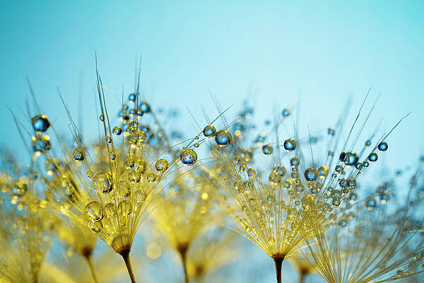 Dandelion Seeds with Dew Drops Wall Art
