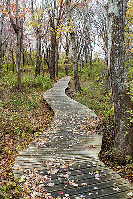 Fall Wall Art featuring the photograph Daniel Webster Fall IX by Steven David Roberts