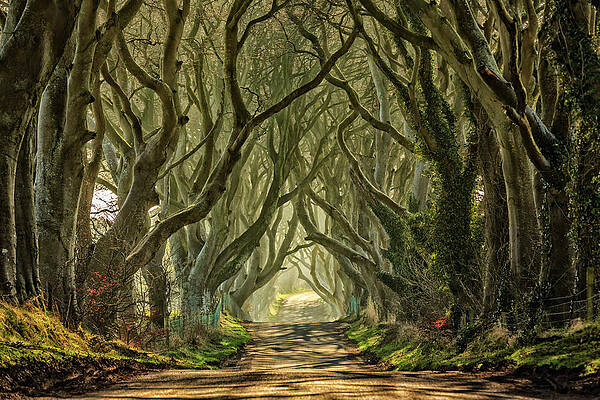 British Wall Art featuring the digital art Dark Hedges, Northern Ireland by Maurizio Rellini
