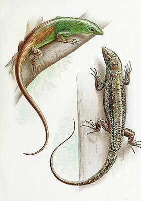 Reptile Painting - Dasia Smaragdinum by Thomas Barbour