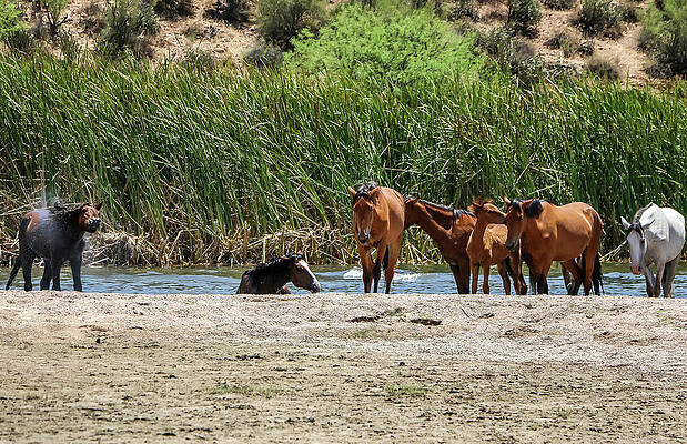 Desert Wall Art featuring the photograph Day At The Beach by Dawn Richards