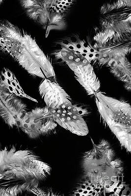 Natural Wall Art featuring the photograph Decorated In Black And White by Jorgo Photography