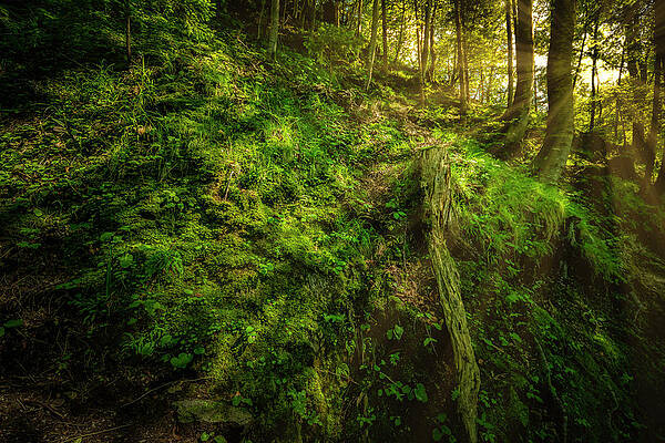 Natural Photograph - Deep In The Forests Of Bavaria by David Morefield