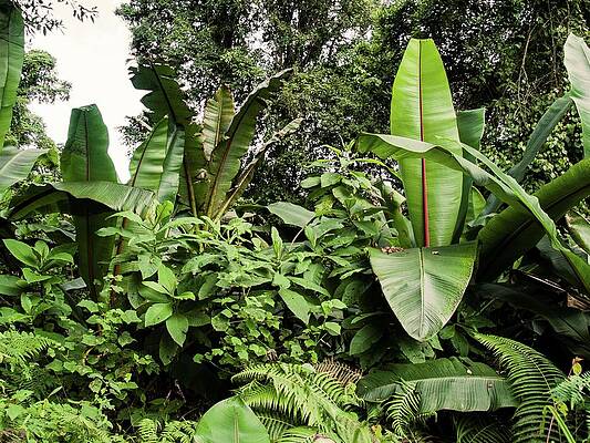 Travel Photograph - Deep Jungle by Robert Grac